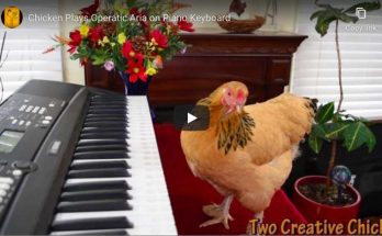 A chicken plays Puccini's aria "O Mio Babbino Caro" on a piano keyboard.