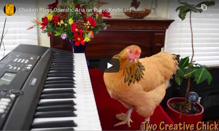 A chicken plays Puccini's aria "O Mio Babbino Caro" on a piano keyboard.