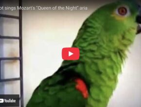 YouTube thumbnail of a parrot singing Mozart's The Magic Flute famous aria, Queen of the Night
