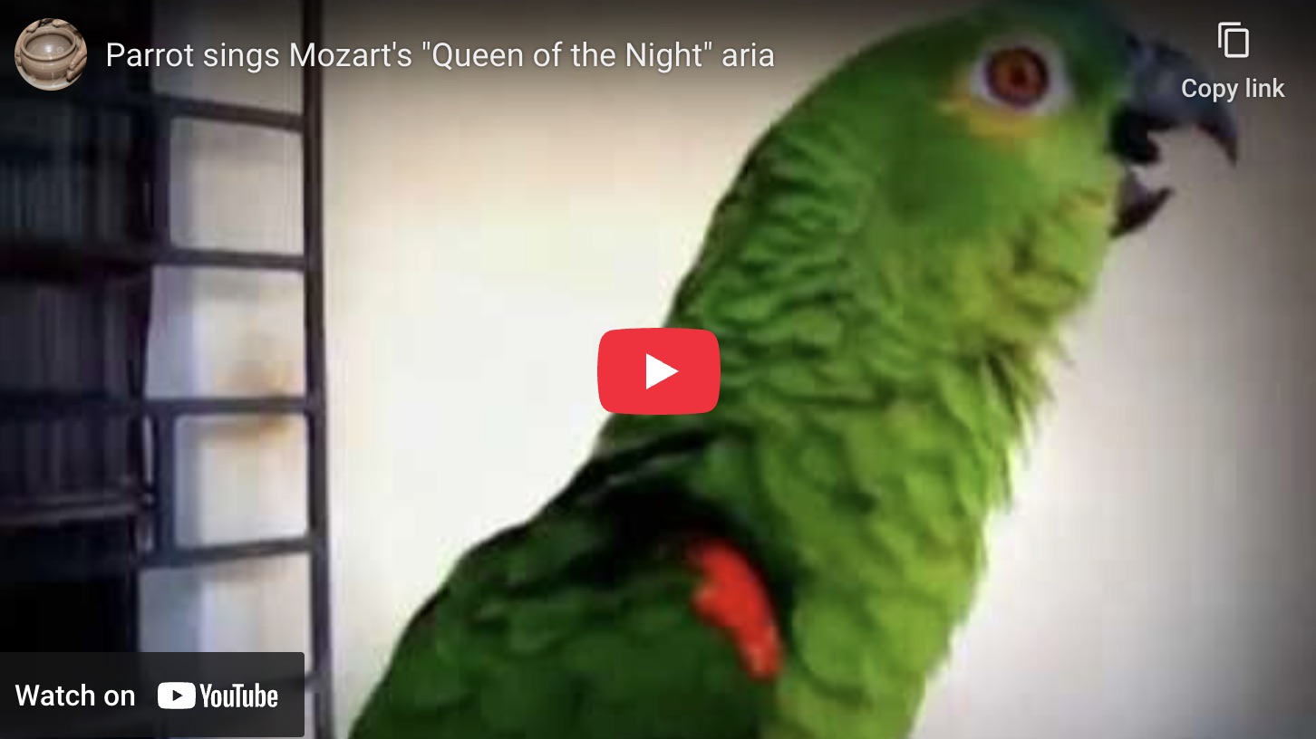 Mozart - Queen Of The Night Aria - Parrot Performance YouTube thumbnail of a parrot singing Mozart's The Magic Flute famous aria, Queen of the Night